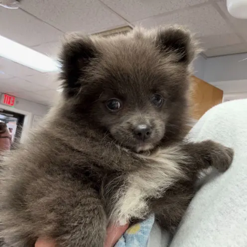 Brown and White Dog Being Held at Ferry Farm Animal Clinic